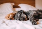 Entspannt im Bewerbungsgespräch: schlafende Hunde